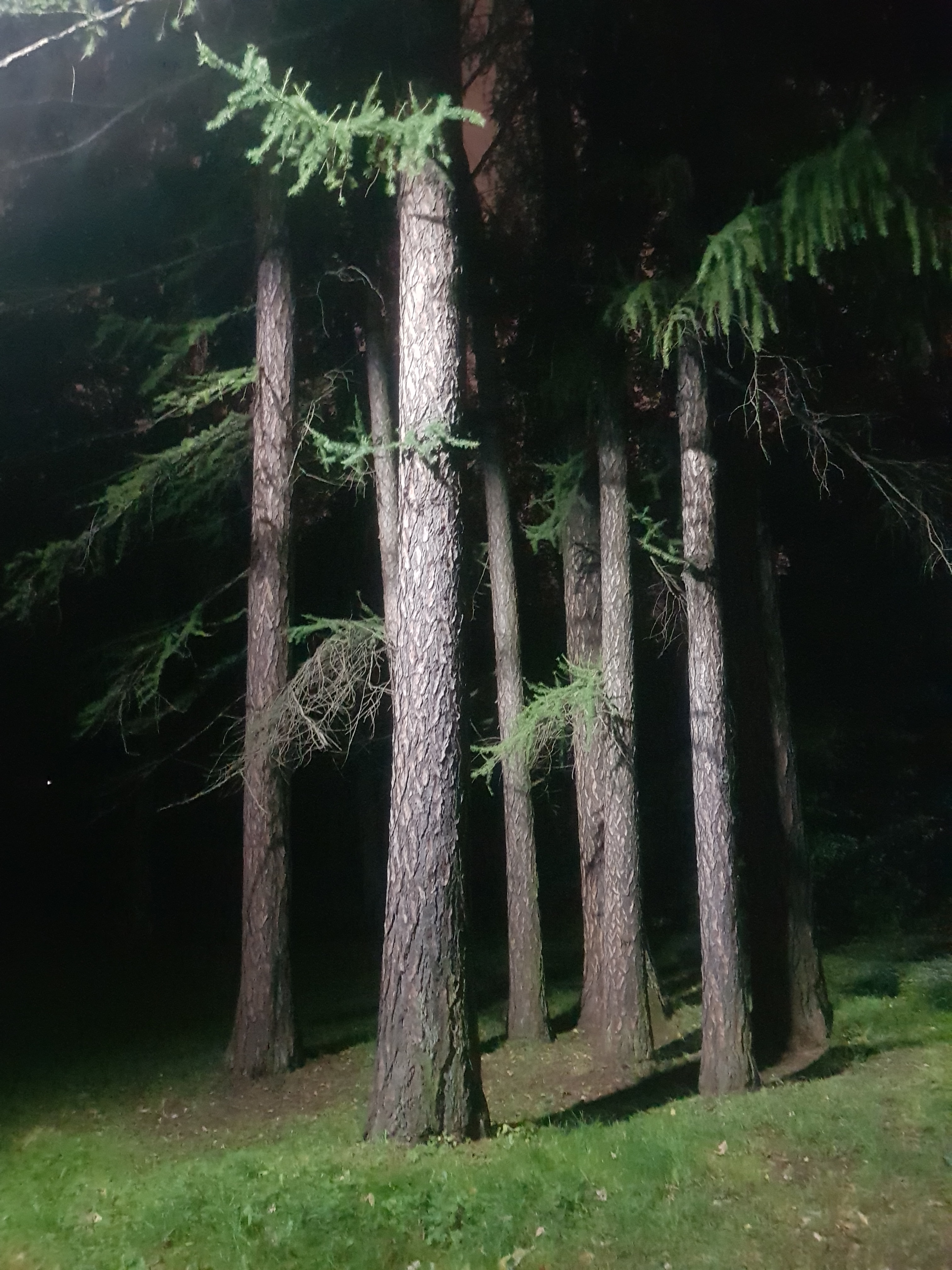 Forest сила. Сила леса Екатеринбург. Сила леса Первоуральск. База сила леса Первоуральск. Лес - место силы.